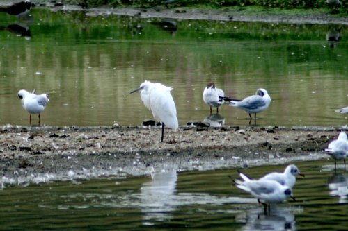 Little Egret on the island in the waders lake.