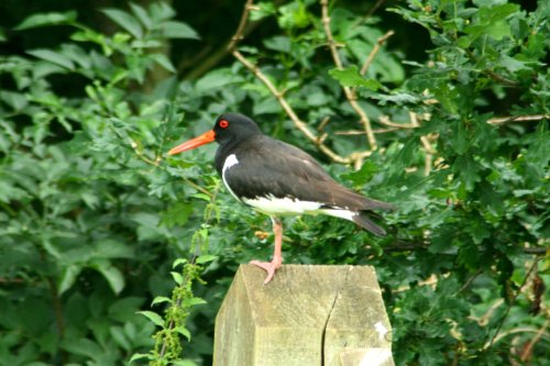 Oystercatcher.