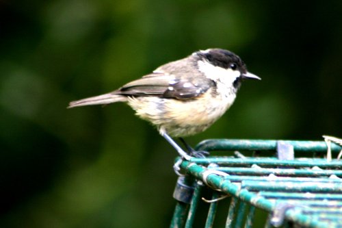 Coal Tit.
