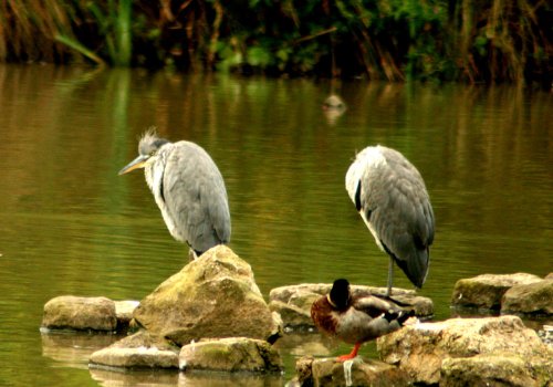 A pair of Grey Herons on the waders lake.