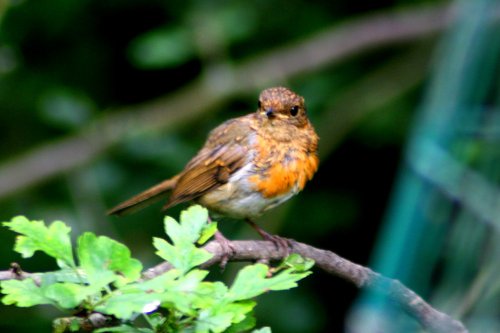 Juvenile Robin.