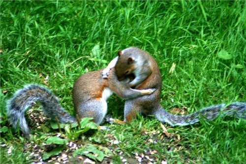 Squirrel Wrestling Match (1)