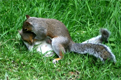 Squirrel Wrestling Match (4)