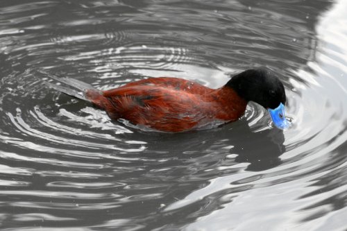 Argentine Ruddy Duck
