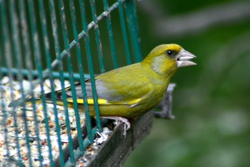 Greenfinch Male.
