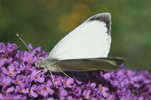 Butterflies-Small White.
