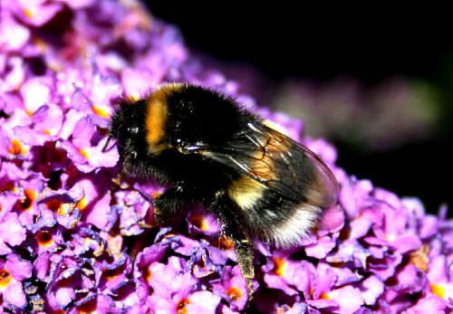 Bees - White-tailed Bumble Bee.