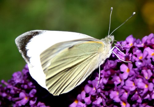 Butterflies-Small White.