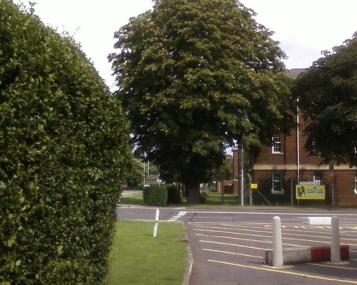 Horse Chestnut  Tree