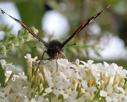 Red Admiral, Steeple Claydon, Bucks