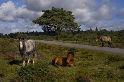 New Forest,Hampshire
