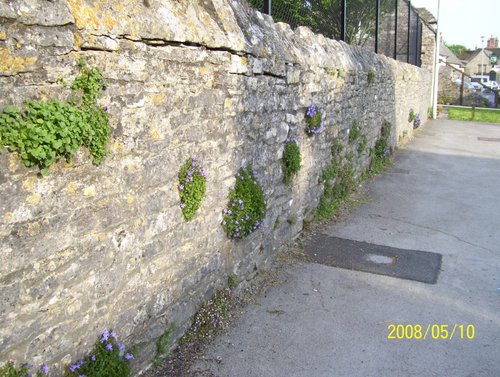 Stone Wall in Corfe