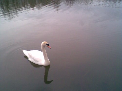 Swan