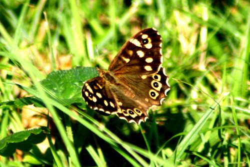 Butterflies-Speckled Wood Butterfly.