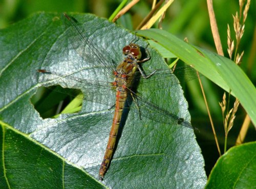 Common darter female.......sympetrum striolatum.