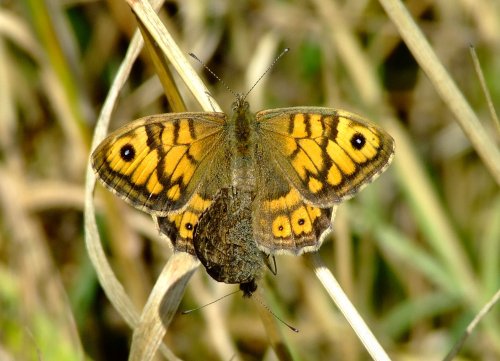 Wall brown butterfly.....lassiommata megera.