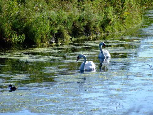 A pair of mute swans