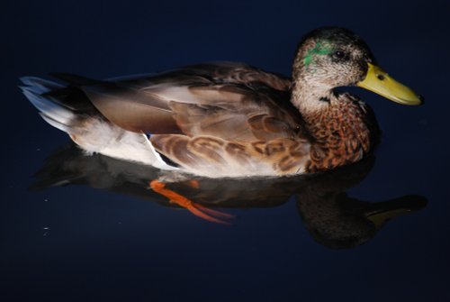 The duck pond at Haden Hill Park