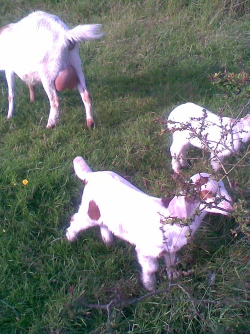 Baby goats