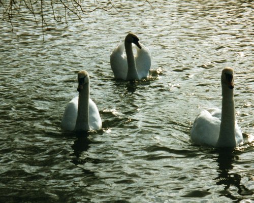Swans Grace
