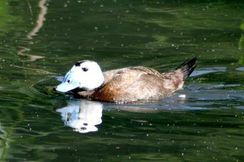 White-headed Duck