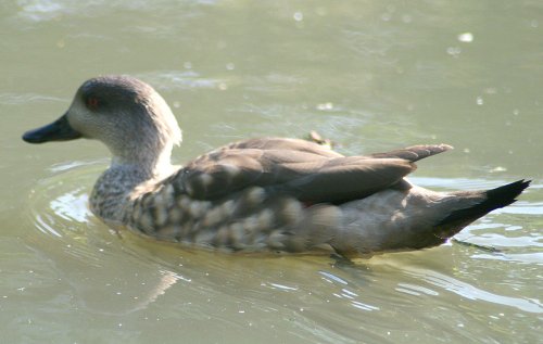 Patagonian Crested Duck.
