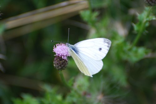 Female Large White butterfly