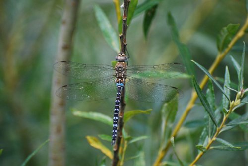 Migrant Hawker