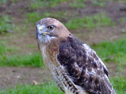 Majestic hawk