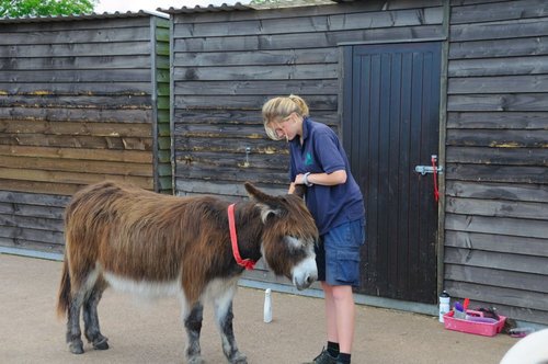 Donkey Sanctuary - Sidmouth