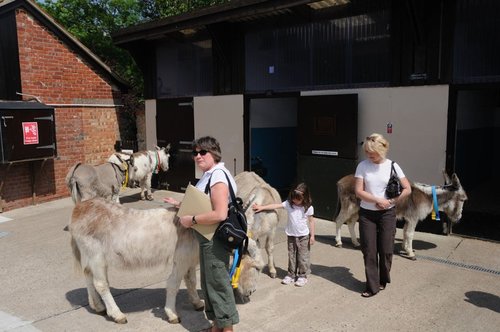Donkey Sanctuary and people petting the donkeys