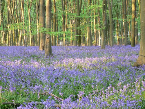 Bluebell Wood nr Micheldever