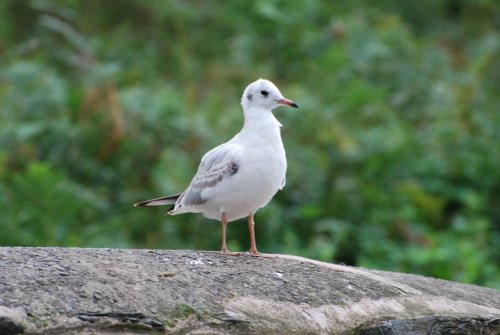Black Headed Gull