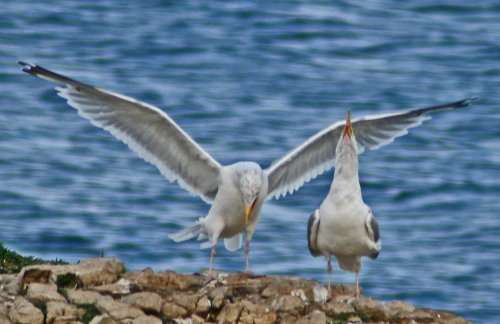 A Herring Gull greets it returning mate.