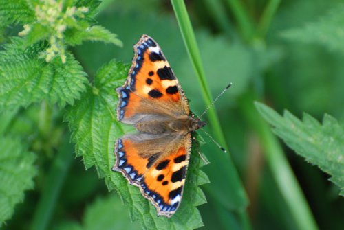 Small tortoiseshell at Kelham Bridge
