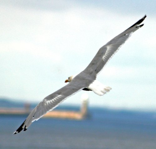 Herring Gull
