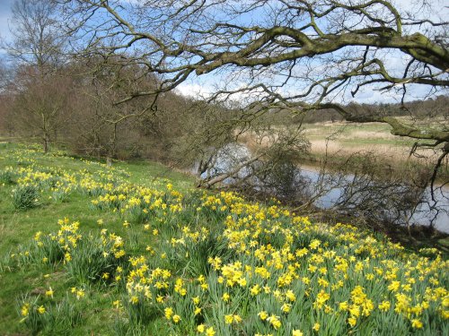 Attingham Park in Spring