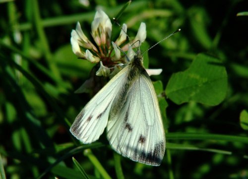 Large white butterfly (female).......pieris brassicae