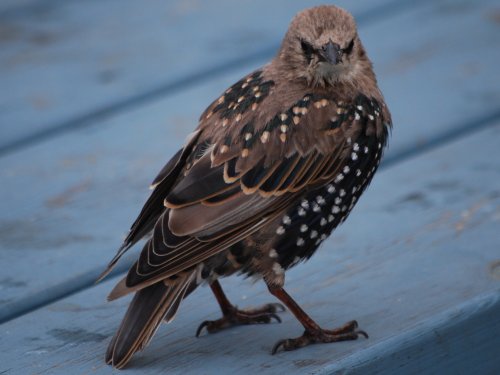 Starliing at Lands End
