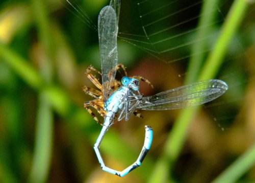 Spider and damselfly 6