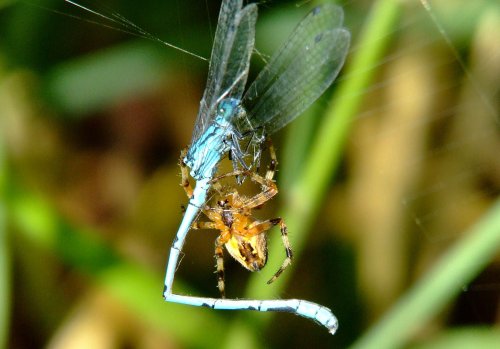 Spider and damselfly 9