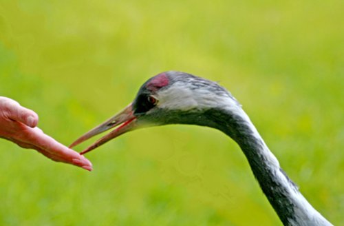 A Crane feeds fron visitors hand.