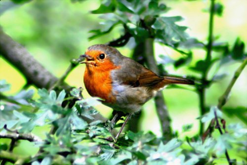 Robin.