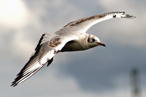 Blackhead Gull Juvenile