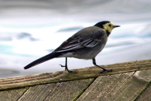 A Pied Wagtail.