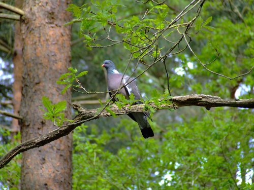Wood pigeon