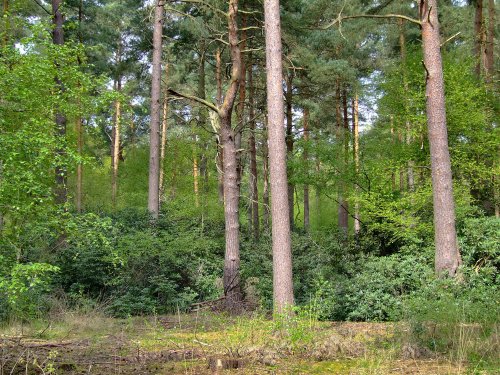 Deep inside the forest.