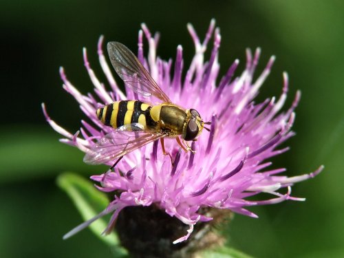 Hoverfly.....syrphus ribesii