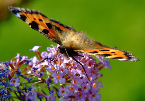 Small tortoiseshell butterfly.......aglais urticae