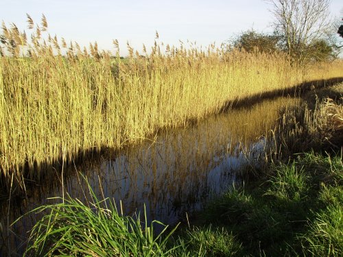 Common Reed near Yapton
